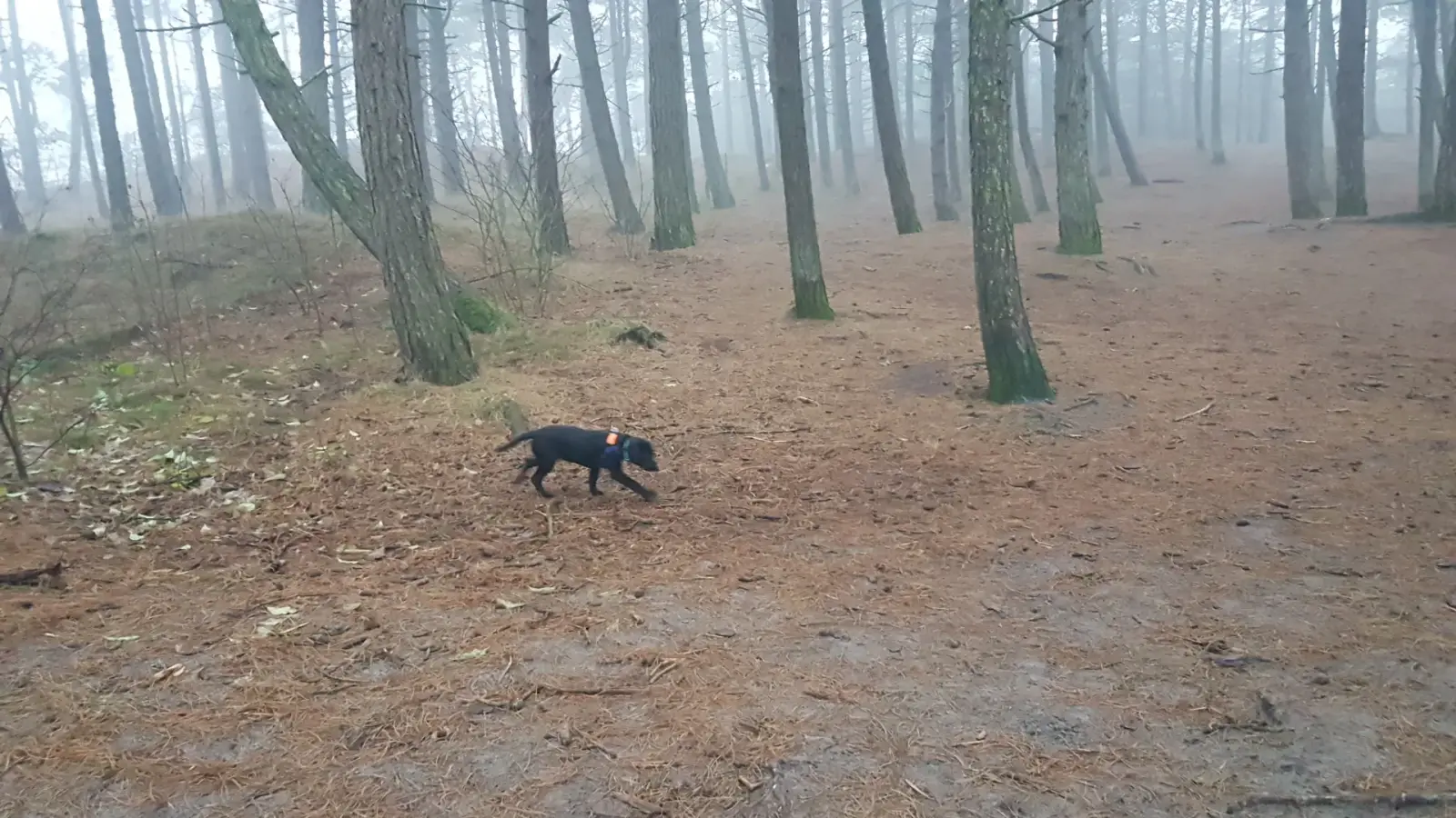 Hund im nebligen Kirkeby Plantage Hundeskov auf Rømø, einem ausgewiesenen Freilaufwald.