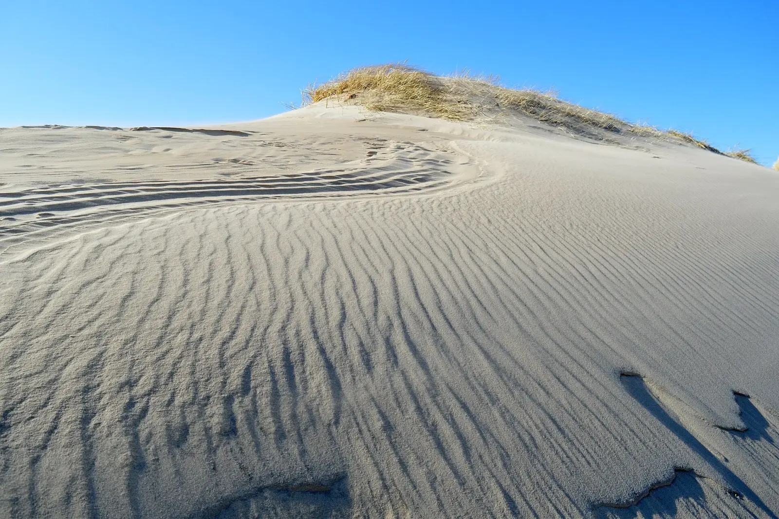 Råbjerg Mile Wanderdüne in Nordjütland.