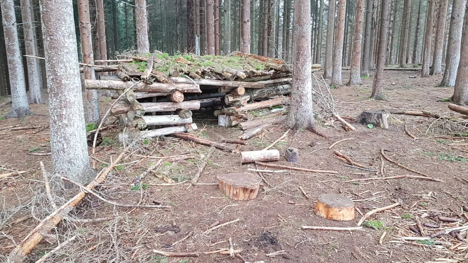 Dänischer Shelter im Wald als legale Zelt-Alternative zum Wildcamping.