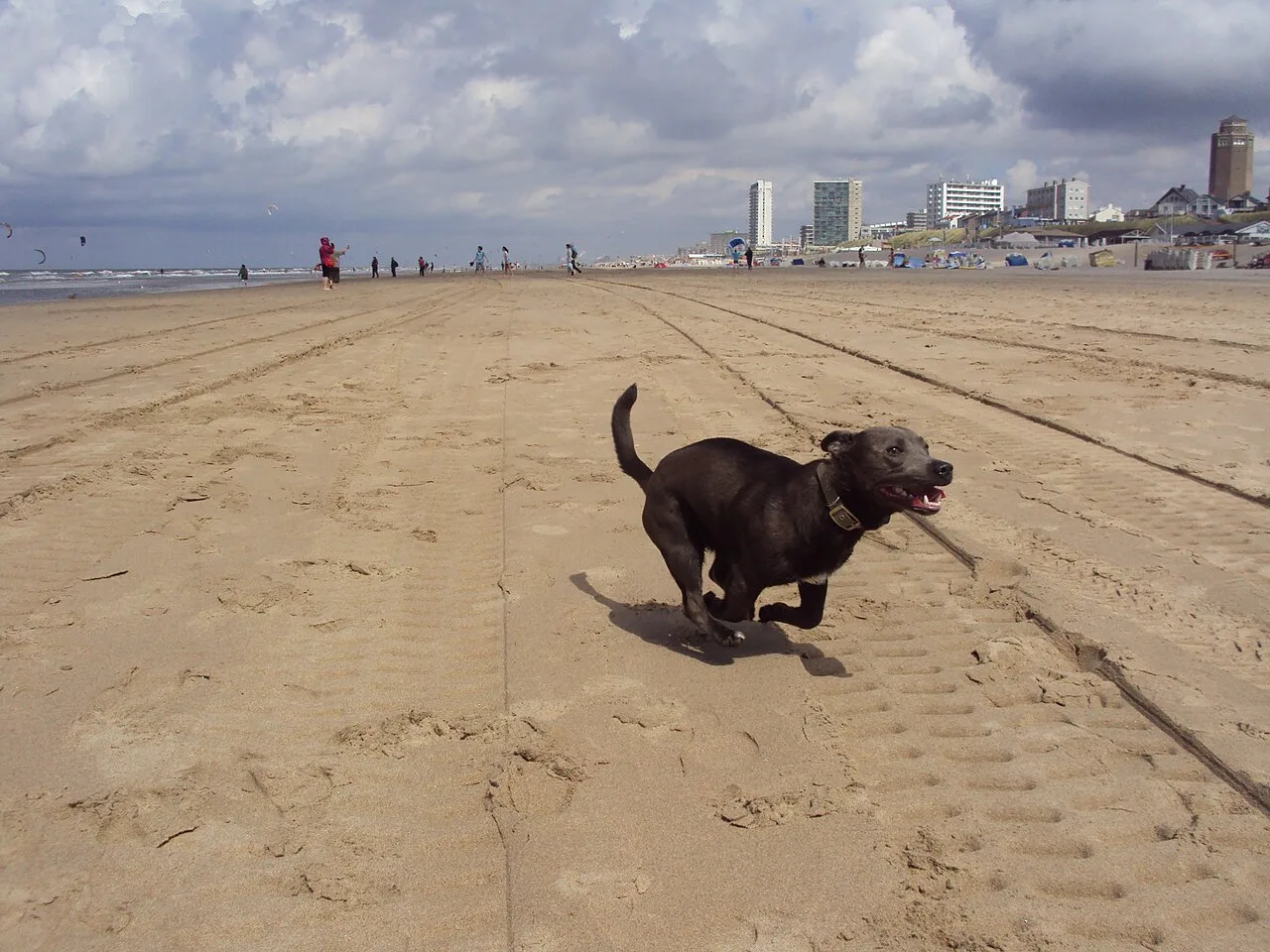 Rennender Hund am Strand als Motiv für hundefreundliche Niederlande-Reisen mit Wohnmobil.