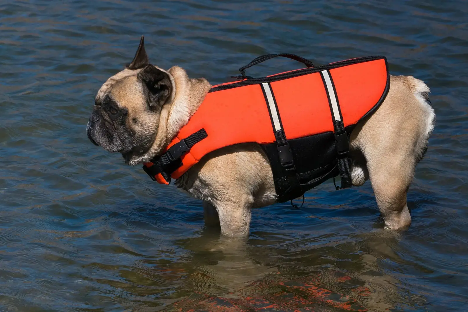 Hund an norwegischem Bergsee in der Hardangervidda.